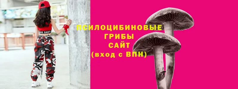 Псилоцибиновые грибы Cubensis  Саки 